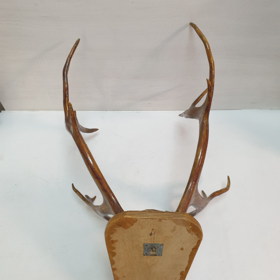 Рога молодого оленя с деревянным, лакированным креплением на стену. СССР. Картинка 8