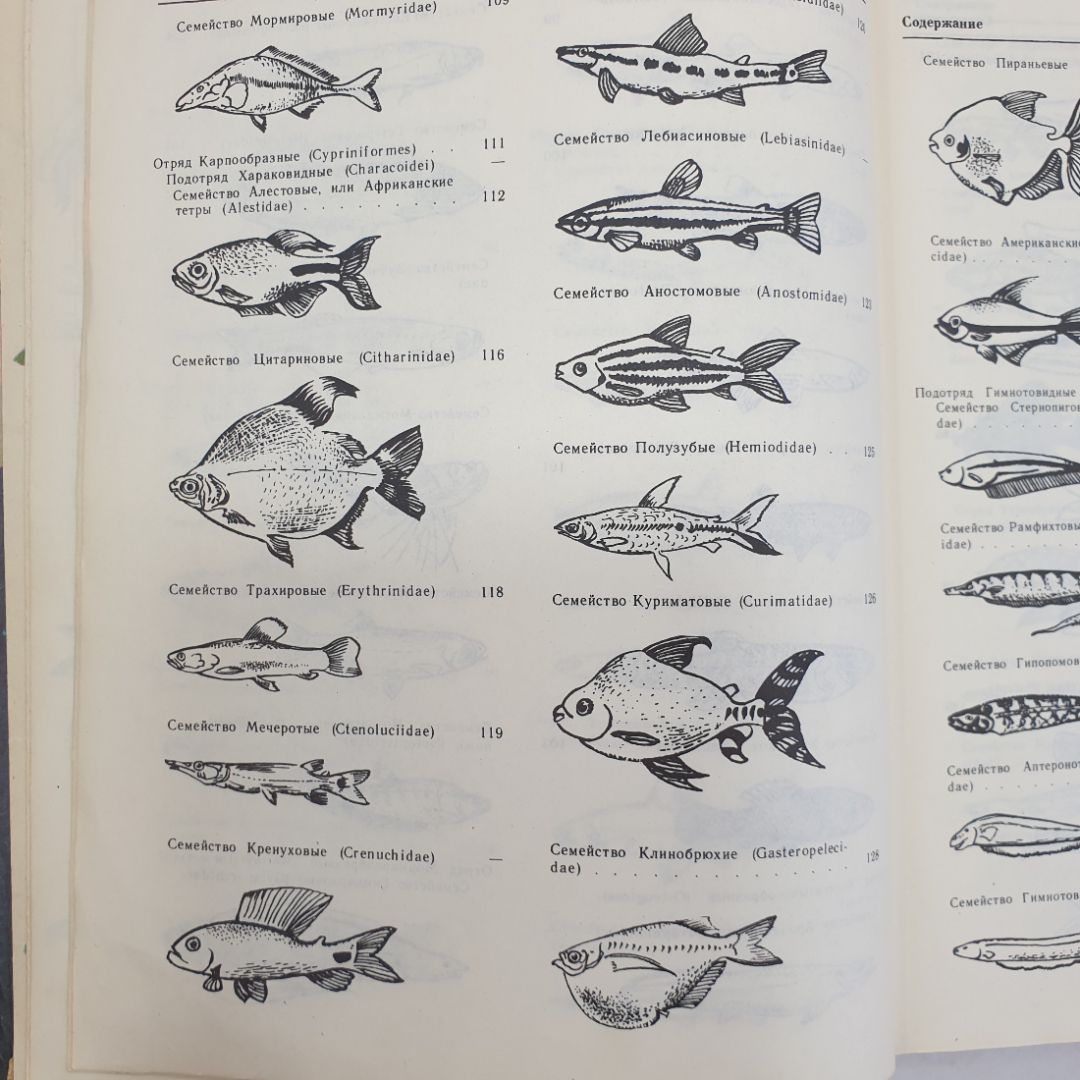 А.М. Кочетов "Декоративное рыбоводство", Москва, Просвещение, 1991г.. Картинка 5