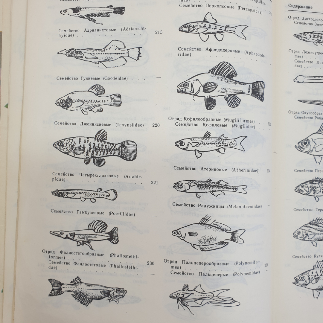 А.М. Кочетов "Декоративное рыбоводство", Москва, Просвещение, 1991г.. Картинка 8