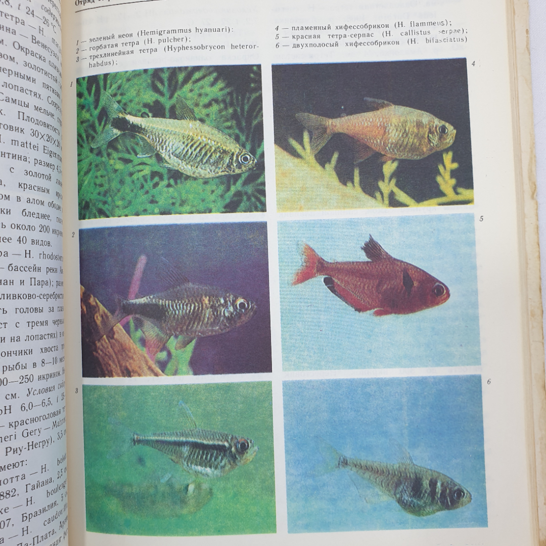 А.М. Кочетов "Декоративное рыбоводство", Москва, Просвещение, 1991г.. Картинка 12