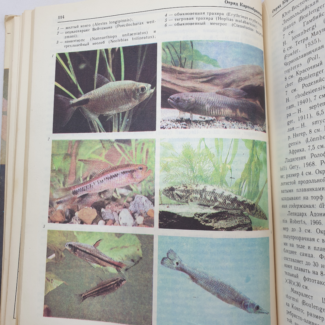 А.М. Кочетов "Декоративное рыбоводство", Москва, Просвещение, 1991г.. Картинка 13