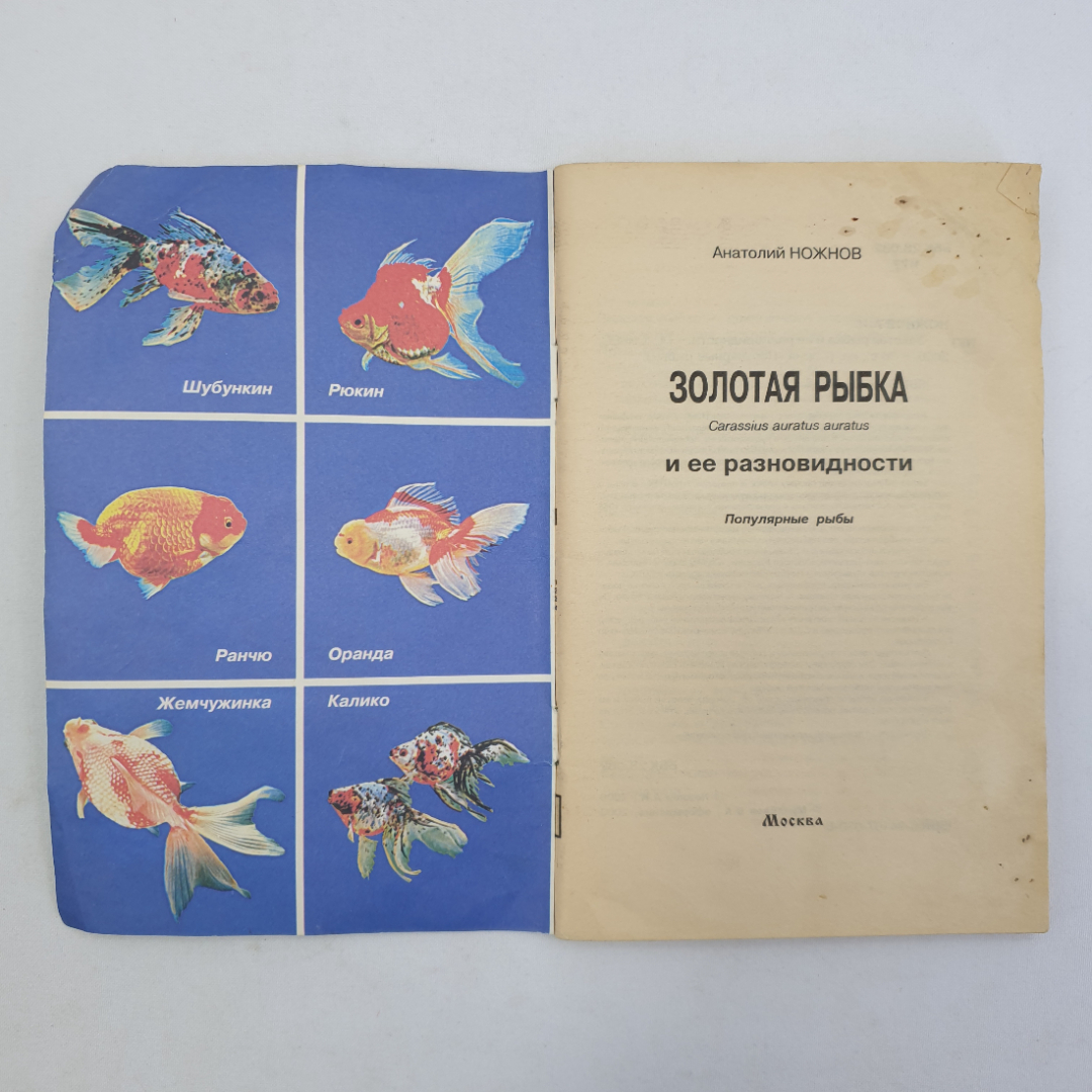 А. Ножнов "Золотая рыбка и ее разновидности", Москва, 2000г.. Картинка 3