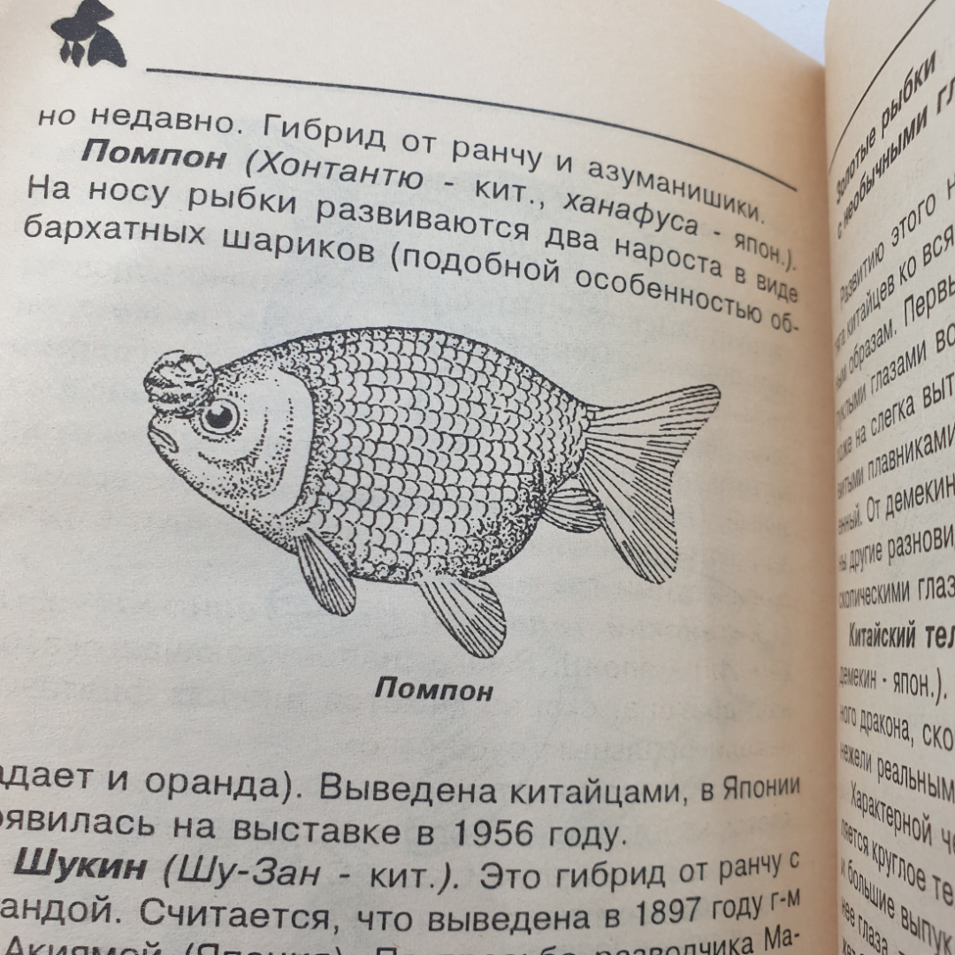 А. Ножнов "Золотая рыбка и ее разновидности", Москва, 2000г.. Картинка 8