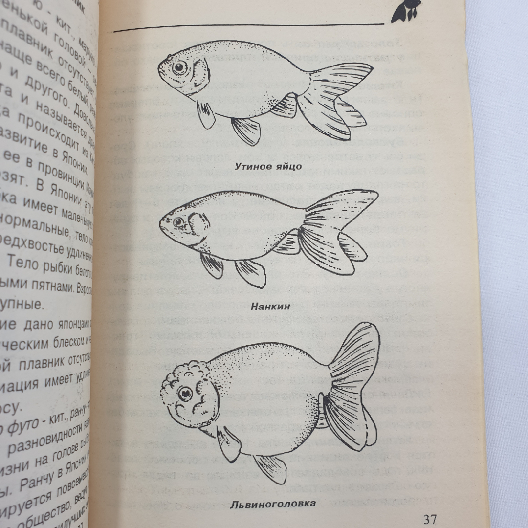А. Ножнов "Золотая рыбка и ее разновидности", Москва, 2000г.. Картинка 10