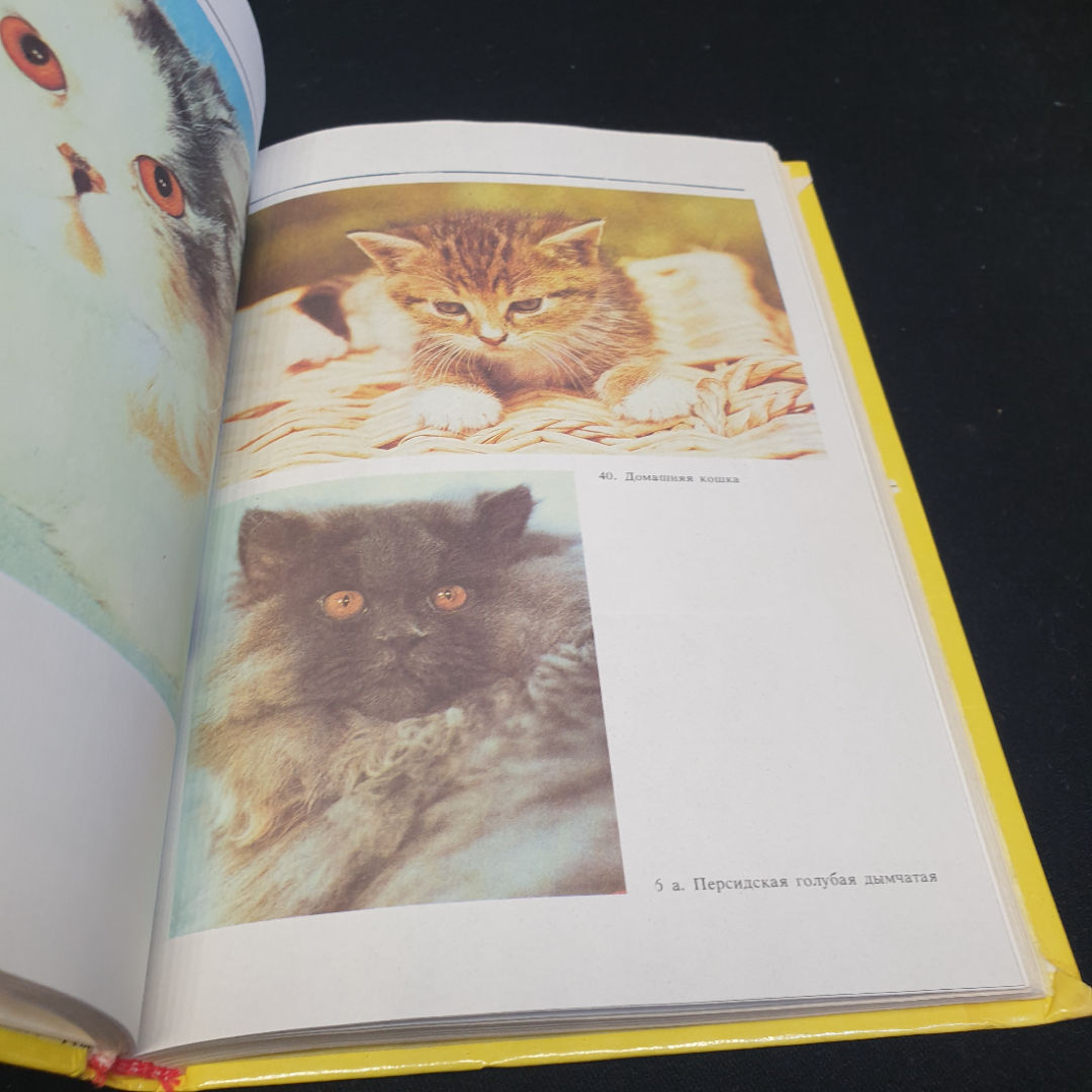 Домашние кошки, составитель Ю.И. Филиппов, изд. "Росагропромиздат", 1991г. Картинка 7