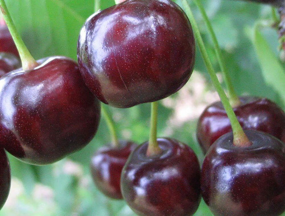 Дюк(гибрид вишни и черешни) Чудо-вишня. Саженец 2-х летний.. Картинка 2