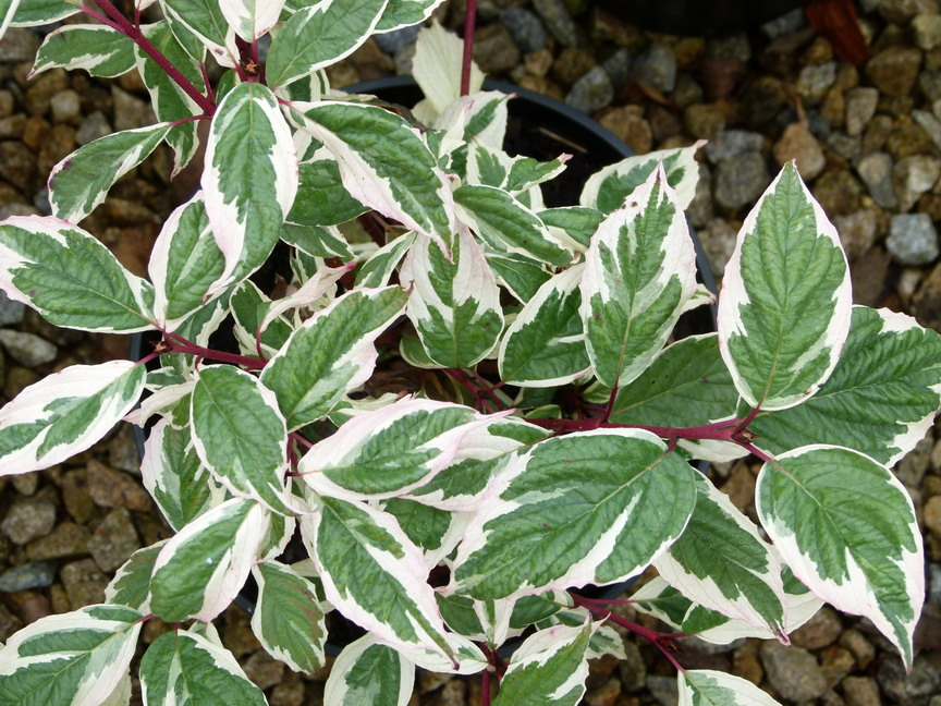 Дерн белый Sibirica (зеленый лист, красный ствол). Саженец 20-40см.. Картинка 1