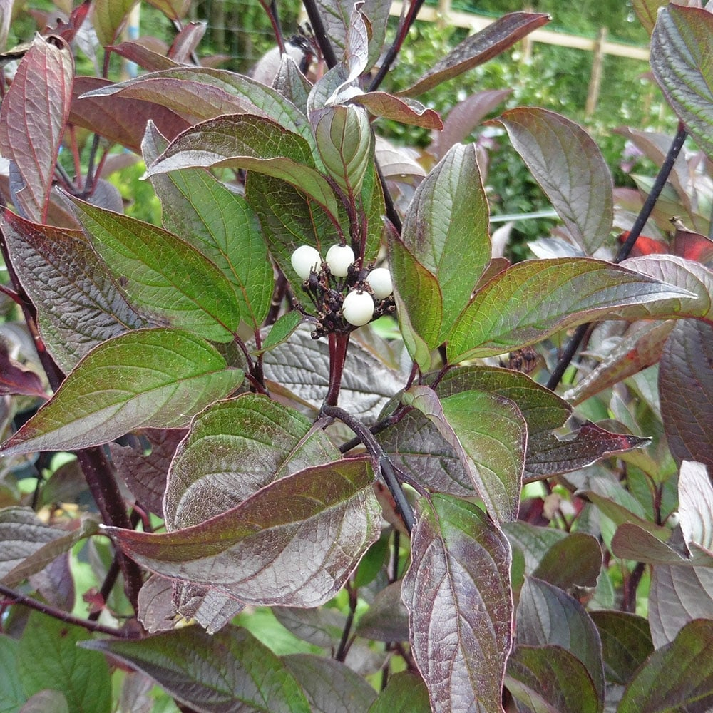 Дерн белый Kesselringii(зеленый лист, фиолетовый ствол)Саженец 20-40см. Картинка 1
