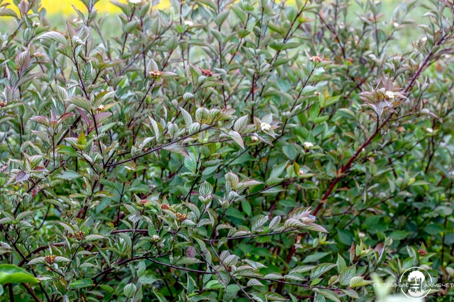 Дерн белый Kesselringii(зеленый лист, фиолетовый ствол)Саженец 20-40см. Картинка 2