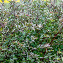 Дерн белый Kesselringii(зеленый лист, фиолетовый ствол)Саженец 20-40см. Картинка 2