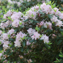 Рододендрон вечнозеленый Каролинский, нежно розовый. Саженец 15-25см.