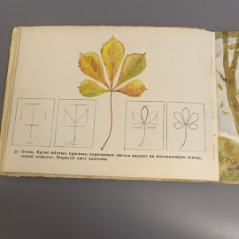 Книга «Учитесь рисовать» Стебловская Л.П., 1975г.. Картинка 9