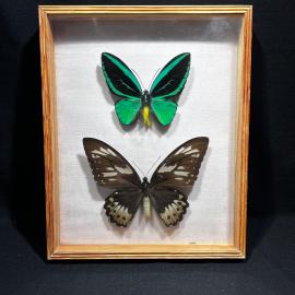 Бабочки в рамке 32 на 26 см "Ornithoptera priamus" М и Ж особи, Новая Гвинея, винтаж, СССР