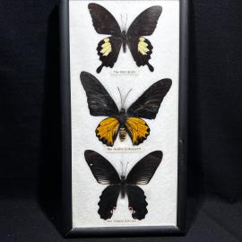Бабочки в рамке 32 на 16 см "The Red Helen, The Golden Bidwing, The Common Batwing" винтаж, СССР