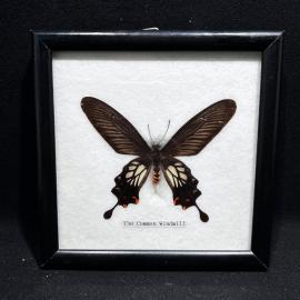 Бабочка в рамке 15 на 15 см "The Common Windmill" , винтаж, СССР