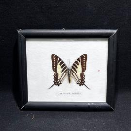 Бабочка в рамке 15 на 13 см "graphium nomius" , винтаж, СССР