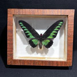 Бабочка в рамке 17 на 20 см "Brookiana" Борнео, Целебес, винтаж, СССР