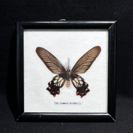Бабочка в рамке 15 на 15 см "The Common Windmill" , винтаж, СССР