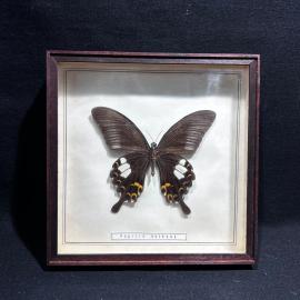 Бабочка в рамке 18 на 18 см "Papilio helenus" Индия, винтаж, СССР