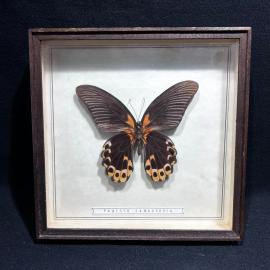 Бабочка в рамке 18 на 18 см "Papilio rumanzovia" Филиппины, винтаж, СССР