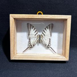 Бабочка в рамке 10 на 13 см " парусник подалирий", винтаж, СССР