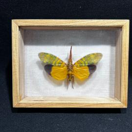 Бабочка в рамке 10 на 13 см "Фонарница" Вьетнам, винтаж, СССР