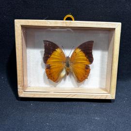 Бабочка в рамке 10 на 13 см "Charaxes" Перу, винтаж, СССР