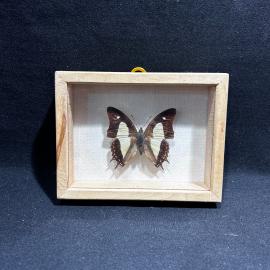 Бабочка в рамке 10 на 13 см "Nymphalidae" Перу, винтаж, СССР