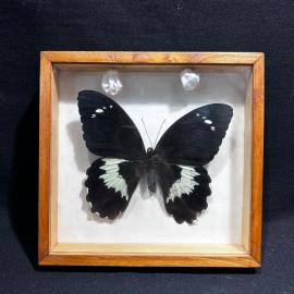 Бабочка в рамке 19 на 19 см "Papilio gambrisius" Остров Серам, винтаж, СССР
