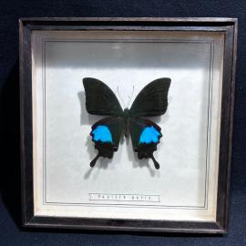 Бабочка в рамке 17 на 17 см "Papilio paris" Индия, винтаж, СССР