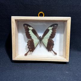 Бабочка в рамке 10 на 13 см "Papilio phorcas" Центральная Африка, винтаж, СССР