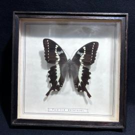 Бабочка в рамке 17 на 17 см "Papilio delalandi" мадагаскар, винтаж, СССР