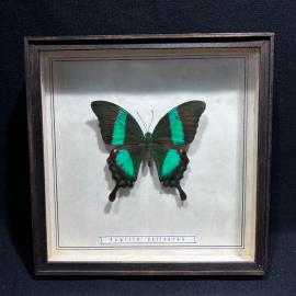 Бабочка в рамке 17 на 17 см "Papilio palinurus" Филиппины, винтаж, СССР