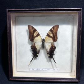 Бабочка в рамке 17 на 17 см "Eurytides serville" Колумбия, винтаж, СССР