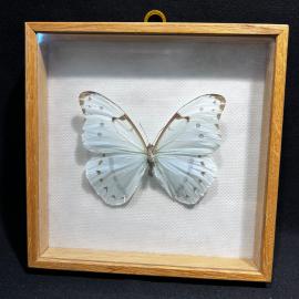 Бабочка в рамке 16 на 16 см "Morpho catenaria" Перу, винтаж, СССР