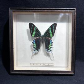 Бабочка в рамке 17 на 17 см "Urania leilus" Бразилия, винтаж, СССР