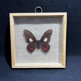 Бабочка в рамке 15 на 15 см "Papilio anchisides" Перу, винтаж, СССР