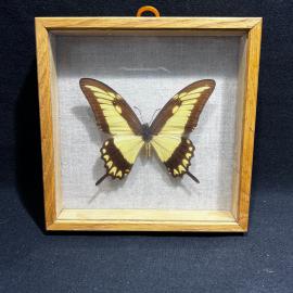 Бабочка в рамке 14 на 14 см "Papilio paeon" Перу, винтаж, СССР