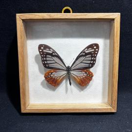 Бабочка в рамке 14 на 14 см "Papilio agestor" Индия, винтаж, СССР