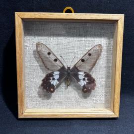 Бабочка в рамке 14 на 14 см "Cressida Cressida" Австралия, винтаж, СССР