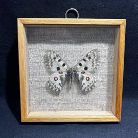 Бабочка в рамке 14 на 14 см "Paruassius nomion" Монголия, винтаж, СССР