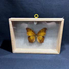 Бабочка в рамке 14 на 19 см "Vindula" Индия, винтаж, СССР