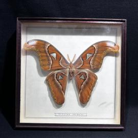 Бабочка в рамке 23 на 23 см "Attacus lorquini" Суматра, винтаж, СССР