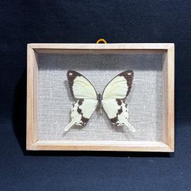 Бабочка в рамке 14 на 19 см "Papilio dardanus" Центральная Африка, винтаж, СССР