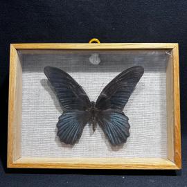 Бабочка в рамке 14 на 19 см "Papilio memnon" Малайзия, винтаж, СССР