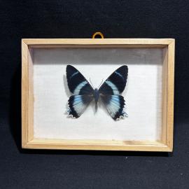 Бабочка в рамке 14 на 19 см "Urania agathyrus" Новая Гвинея, винтаж, СССР