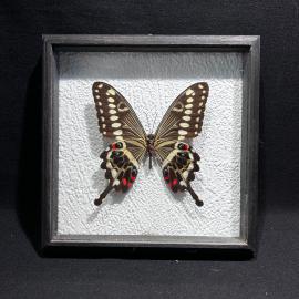 Бабочка в рамке 18 на 18 см "Papilio lormieri" Конго, винтаж, СССР