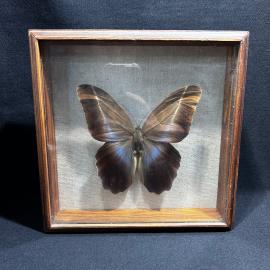 Бабочка в рамке 21 на 21 см "caligo placidianus" Центральная Америка, винтаж, СССР
