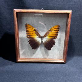 Бабочка в рамке 21 на 21 см "morpho hecuba" Бразилия, винтаж, СССР