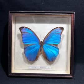 Бабочка в рамке 19 на 19 см "Morpho menelaus" Бразилия, винтаж, СССР